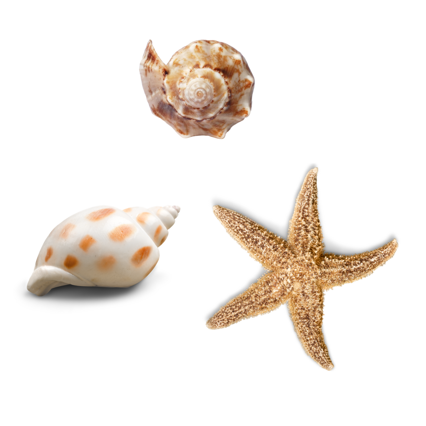 Image Enhancement & Frame Consultation by Juliana Vista Nuovo Fine Art Prints by Juliana2me