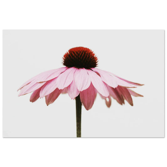 Framed Fine Art Print